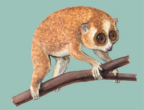 Adw Nycticebus Pygmaeus Information