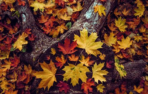 Wallpaper Autumn Leaves Nature The Dark Background Foliage Leaf