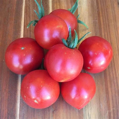 Seeds For New Yorker Tomato Solanum Lycopersicum Amkha Seed