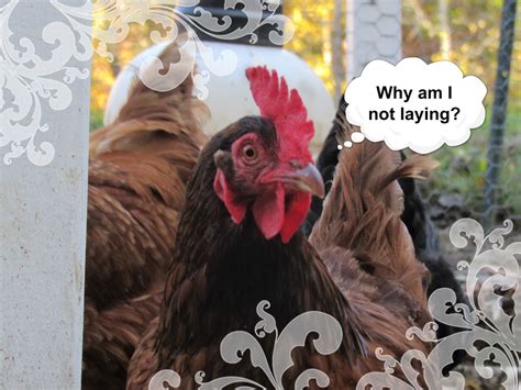 why are my hens not laying click here for answers hot sex picture