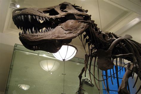 Nyc Amnh Hall Of Saurischian Dinosaurs Tyrannosaurus Flickr