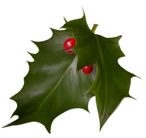 Christmas Holly Leaf Green For Holly For Christmas 4165x3700