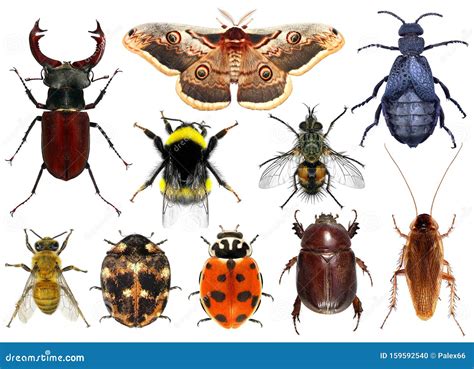 Set Of Insects Stock Photo Image Of Closeup Moth Ladybug 159592540