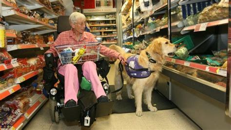 Assistance Dogs How To Spot Them Bbc News