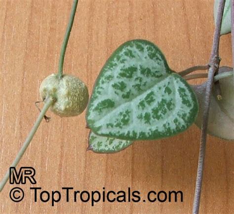 Maybe you would like to learn more about one of these? Ceropegia linearis subsp. woodii, Rosary Vine, Chain of ...