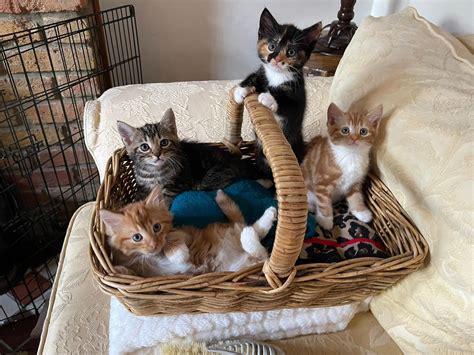 A Basket Full Of Kittens To Help Brighten Up Your Sunday R