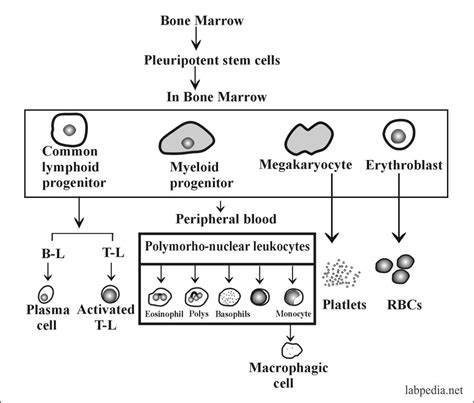 Chapter 7 Immune Cells Nonspecific Immune Cells