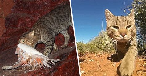 Australia To Kill Two Million Feral Cats By ‘airdropping