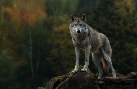 1280x1024 Resolution Gray Wolf Animals Nature Wolf Hd Wallpaper