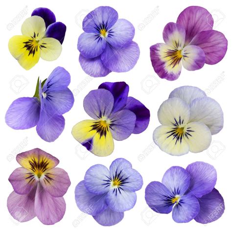 Viola Flowers Isolated On A White Background Stock Photo 40618448