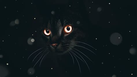 Dark Cat Wallpapers Top Free Dark Cat Backgrounds Wallpaperaccess