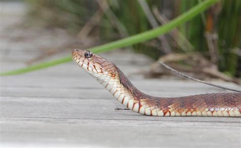 Banded Water Snake South Carolina Public Radio