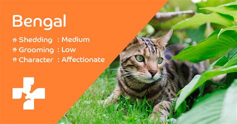 Bengal Breed Information Lifetime Pet Cover