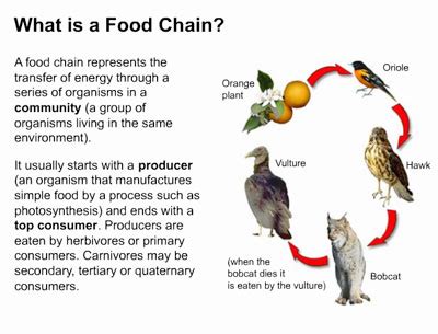 Food chain and food web food chain is a linear sequence of organisms which starts from producer organisms and ends with decomposer species. YEAR 5 - FOOD CHAIN & FOOD WEB
