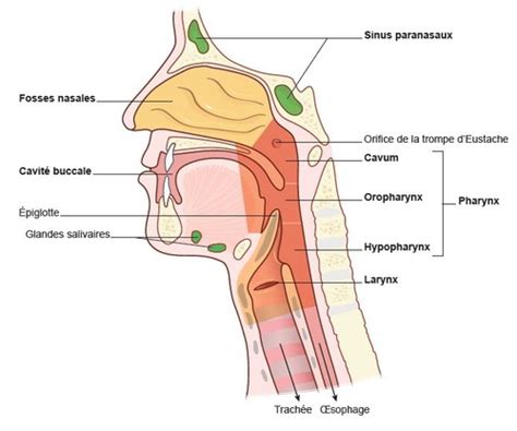 Anatomie Du Cavum Sexiz Pix