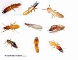 Does Termites Fly Pictures