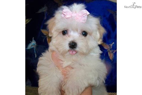 Get notified receive an email alert when additional puppies are added. Havanese for sale for $950, near Southern Illinois, Illinois. 38fb2808-8261