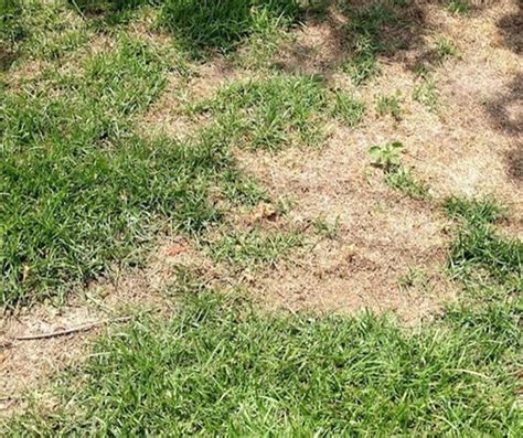 Lawn Grub What Is It And How Do You Get Rid Of It Astute Realty