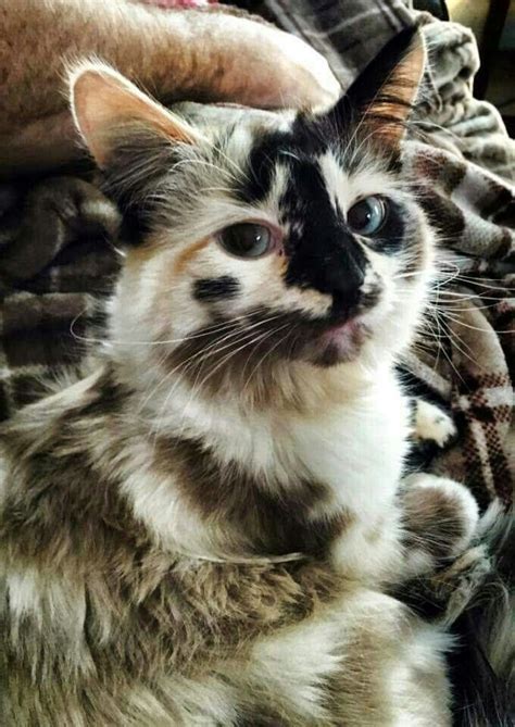1000 Images About Unusual Cat Markings On Pinterest Coloring Cute