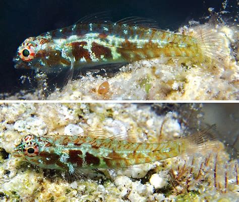 New Red Sea Dwarf Goby Described And Its Green
