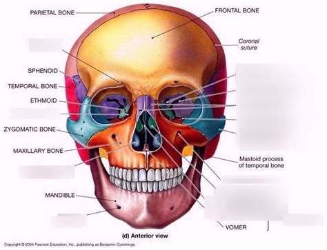 Anatomy Skull Diagram Quizlet