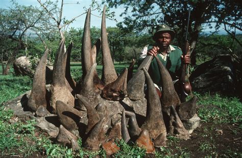 Learn What Poaching Is