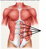 Images of Rectus Abdominis Muscle Exercises