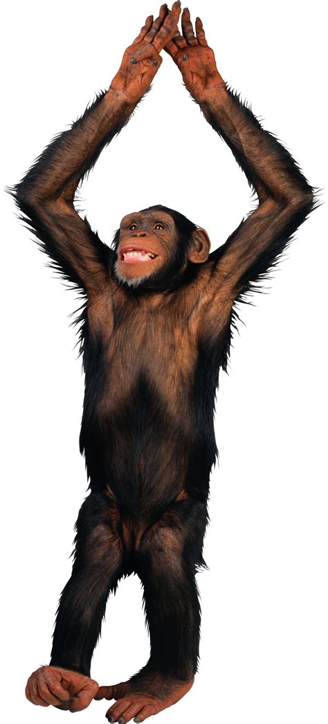 Monkey Png 10 Free Cliparts Download Images On Clipground 2024