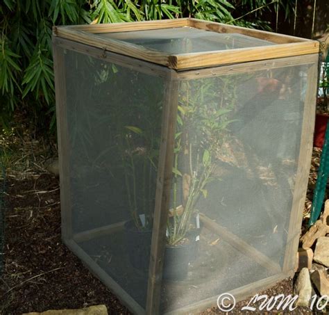 See more ideas about butterfly cage, butterfly habitat, monarch butterfly garden. Monarch Caterpillars And Butterfly Enclosure | Sommerfugle