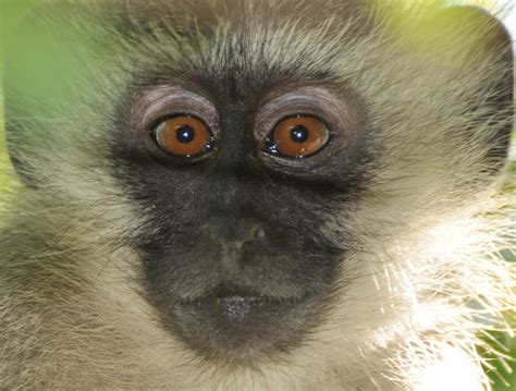 Picture This Safari Vervet Monkeys At Play