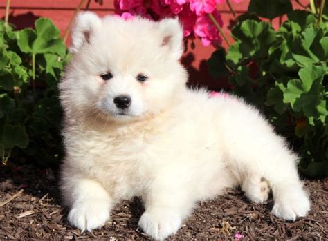 Samoyed Puppies For Sale Keystone Puppies