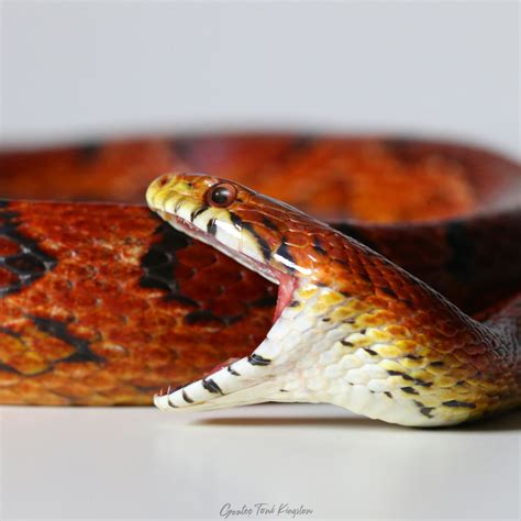 Ouroboros The Snake That Eats Itself Home Of Toni Kingston