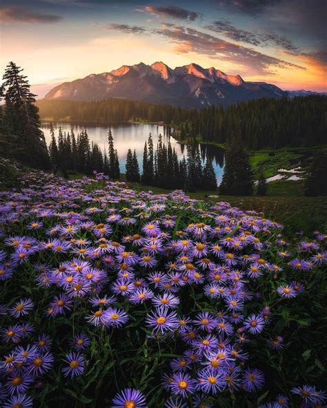 Wild Flower Season Around Lake Irwin Colorado Photo By Benstrauss
