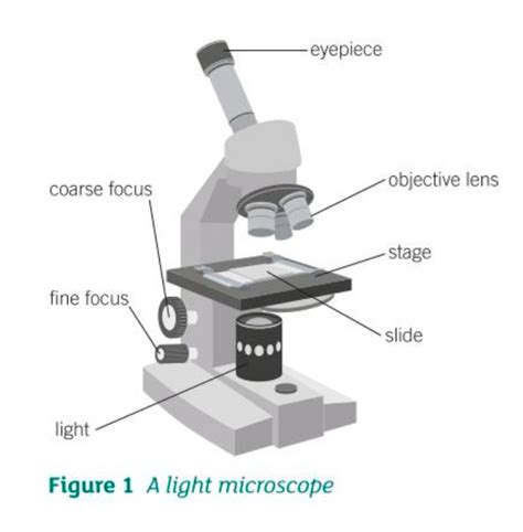 Light Microscope Lens Diagram Micropedia