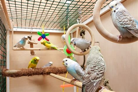 8 Tips To Get Your Bird Back In The Cage Petsoid