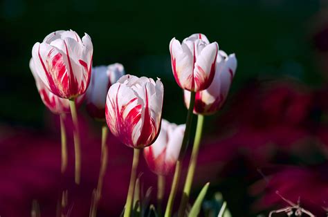 Fotos Gratis Naturaleza Flor Pétalo Tulipán Primavera Color