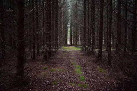 Forest Slender Alleys Of Coniferous Trees And Firs Bright Green Moss