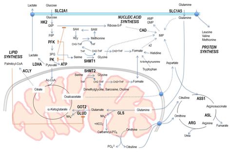 Diagram Of Central Metabolic Pathways Involved In Cell Growth And