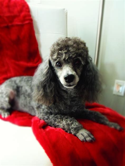 Rosy The Silver Poodle Poodle Dog Cute Dogs Silver Poodle