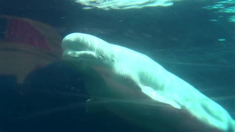 Mystic Aquarium Beluga Whales Youtube