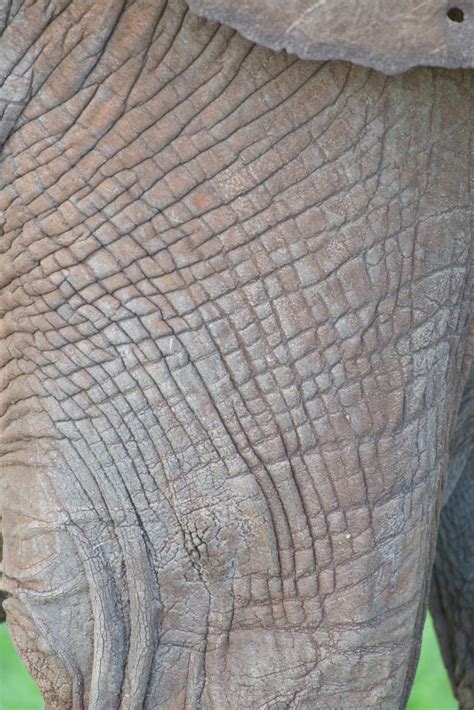 For Elephants Cracked Skin Is A Good Thing Cosmos Magazine