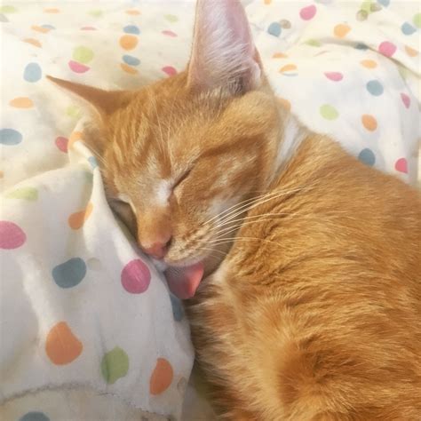 Orange Tabby Kitten Sticking Out His Tongue Tabby Kitten Orange