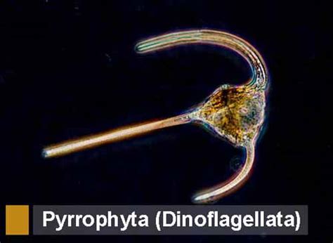 One of the three who keeps watch over the heaven's gate.a creator of life, she governs over the waters. Pyrrophyta (Dinoflagellata): Pengertian, Ciri, Struktur Sel, Klasifikasi, Reproduksi, Contoh dan ...