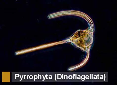 Fixed bug in pteroz' element schema. Pyrrophyta (Dinoflagellata): Pengertian, Ciri, Struktur ...