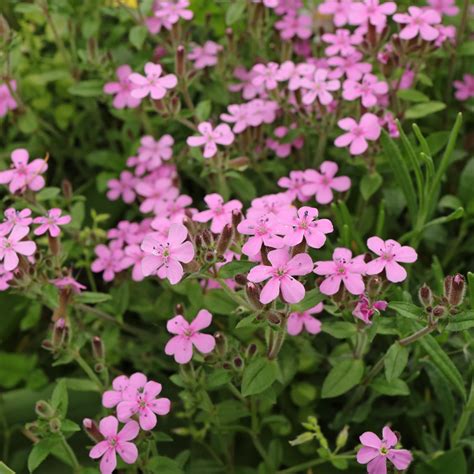 Rock Soapwort Tumbling Ted