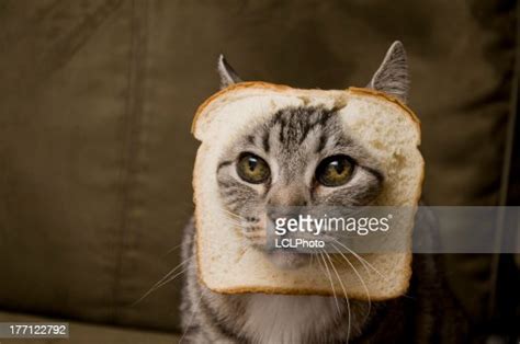 Breaded Cat High Res Stock Photo Getty Images
