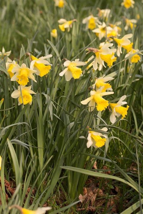 Ready Potted 1 Litre Pot Lobularis Narcissus Wild Lent Lily Pseudonarcissus