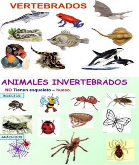 vertebrados e invertebrados complete vertebrados e invertebrados animais vertebrados e porn