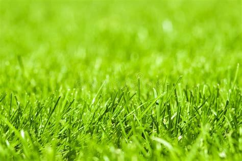 A Green Grassy Lawn Stock Photo Image Of Natural Leaflet 121752166