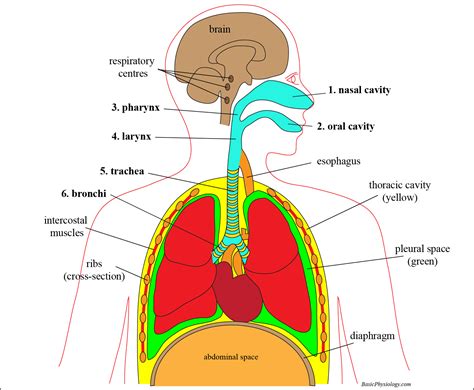 C 1 Introduction To The Respiratory System
